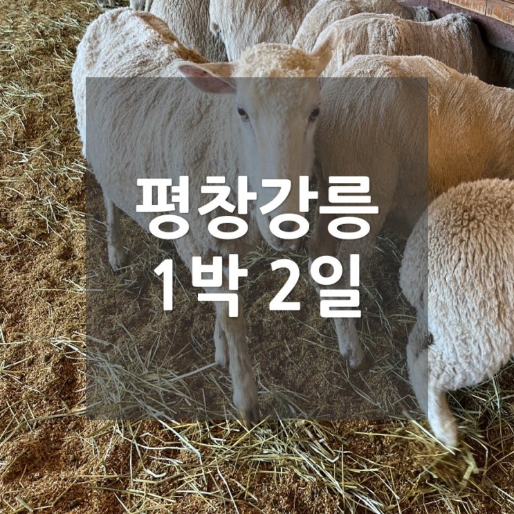  평창강릉 가볼만한곳_1박2일 여행