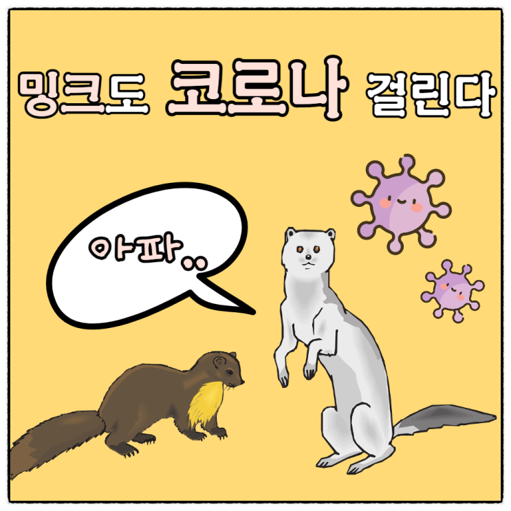 밍크도 사람처럼 코로나 바이러스 변이에 감염되는 숙주 동물? 박쥐에서 전파된 '야생동물 유래설'