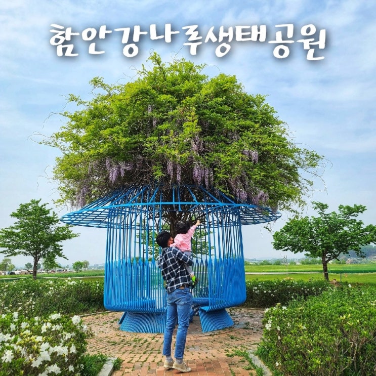  함안강나루생태공원 청보리밭 등나무 위치 경남 5월 꽃구경