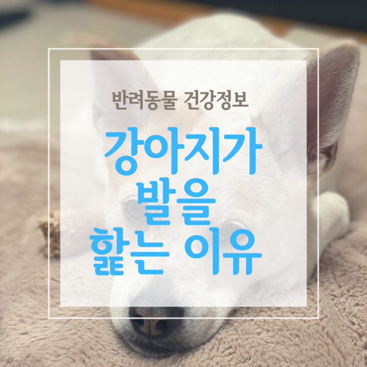  강아지가 발을 핥는 이유 그리고 생식기 핥기와 입에 뽀뽀는 왜?