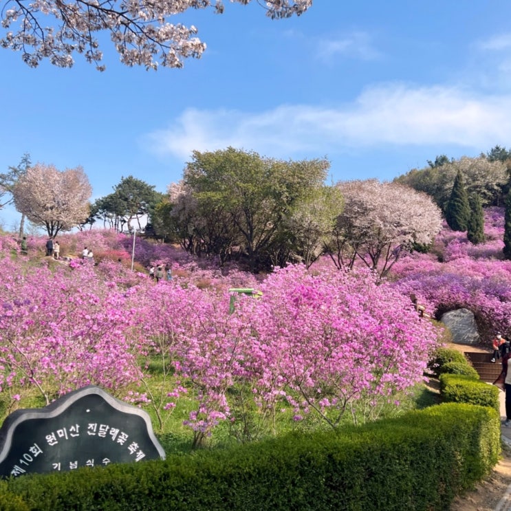 서울근처 꽃축제 부천 원미산 진달래동산 다녀왔어요