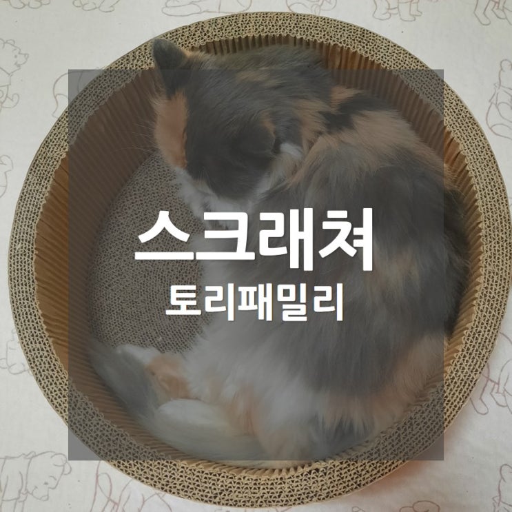  토리패밀리, 써클 스크래쳐가 좋은 냥이들