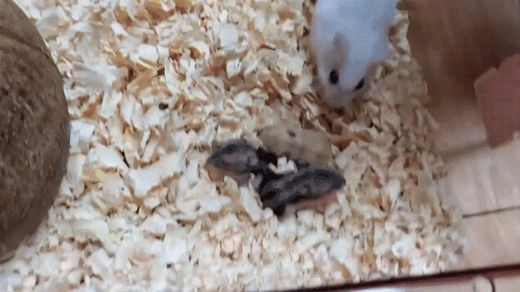  햄스터 11일차 털이 났어요