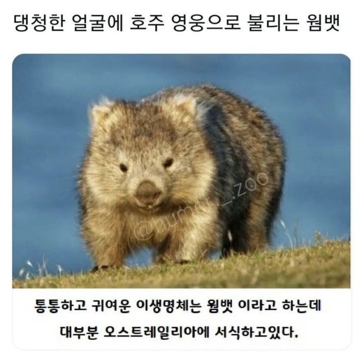 호주에서 영웅으로 취급받는 동물.jpg