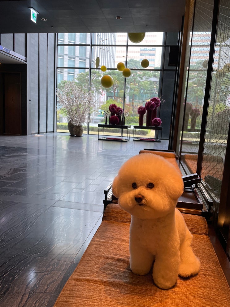  서울 애견동반호텔_포시즌스호텔 서울(FOURSEASONS HOTEL), 호캉스FLEX,스파_1일차