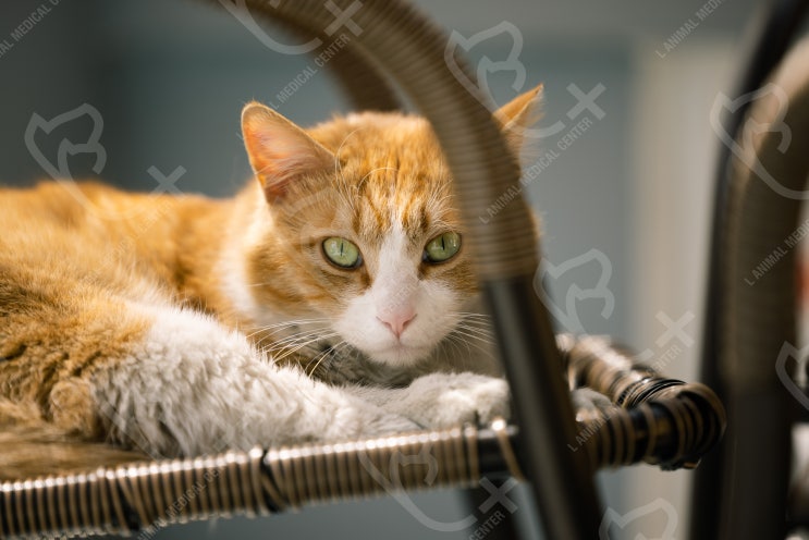 부산 고양이 링웜 전포동 동물병원 엘동물의료센터