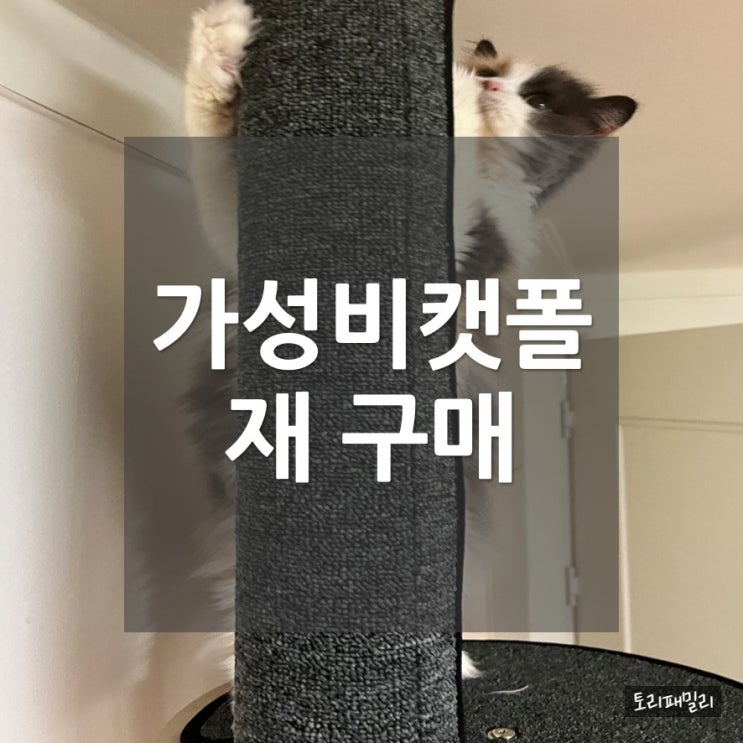  내돈내산 가성비 캣폴추천_ 리즈캣 재구매!