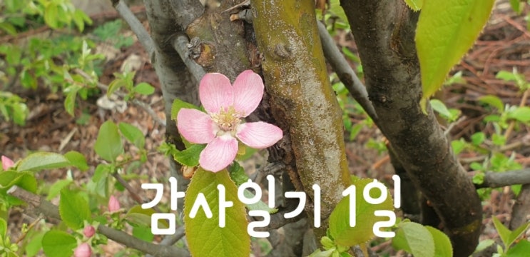  [감사일기 1일 ] 누가 봐도 '행운'이라고 할 만한 것들을 찾아 감사하기