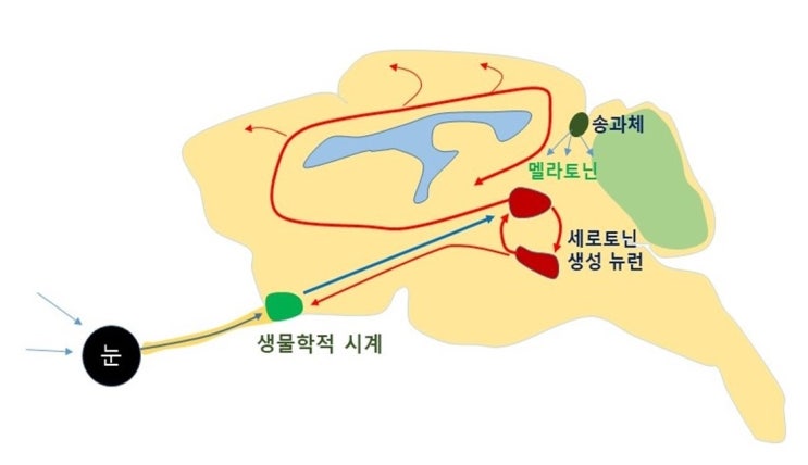  피로이야기(4), 일주기리듬, 생체시계와 피로, 세로토닌, 멜라토닌