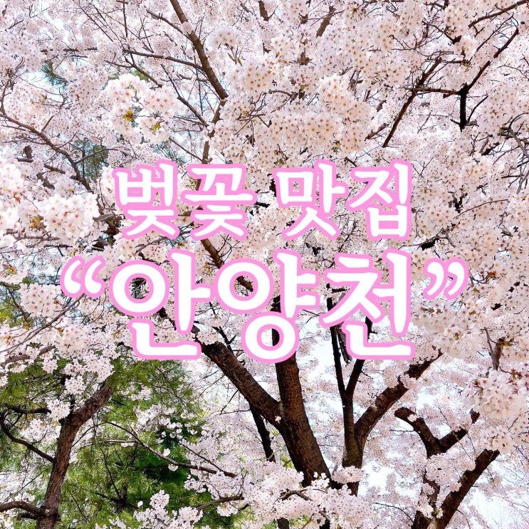 서울 가볼만한곳 '안양천' 벚꽃 구경