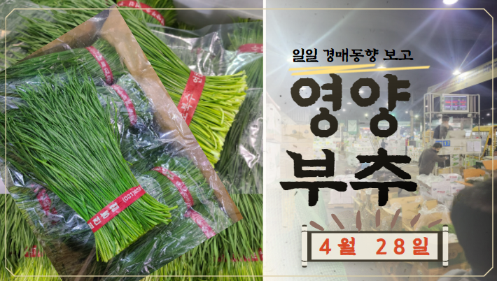  [경매사 일일보고] 가락시장 4월 28일 "영양부추" 경매동향을 살펴보겠습니다!