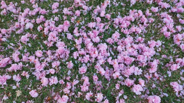  본가 마당 봄 꽃 잔치