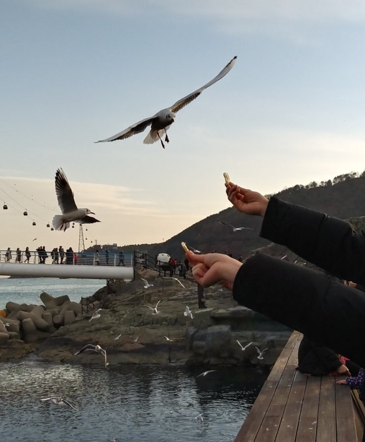  [부산 가볼만한 곳/서구] 송도 해상케이블카ㆍ갈매기