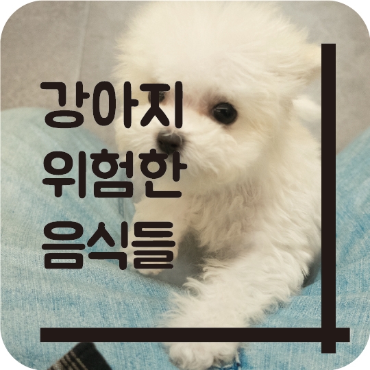  어린 강아지가 먹으면 아파요~!! 위험한 음식종류