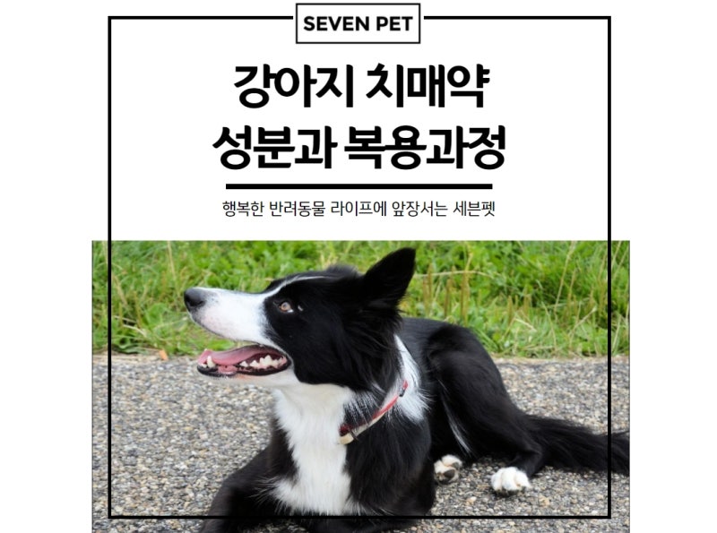 강아지 치매약 성분과 복용과정