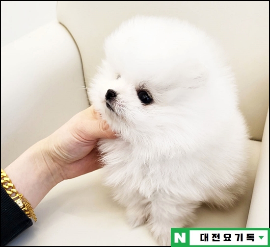  논산강아지분양 건강한 말티푸 미니비숑 푸들 애견분양