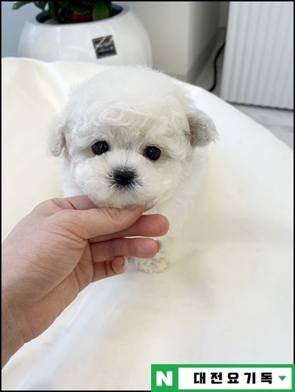  청주애견샵 3대질병 평생보장 가능했네요