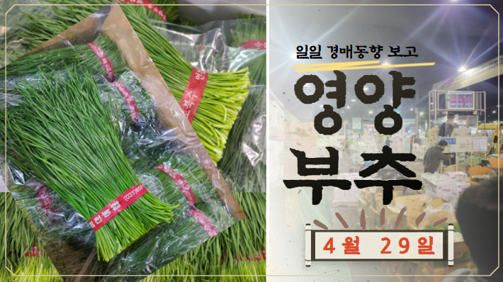  [경매사 일일보고] 가락시장 4월 29일자 "영양부추" 경매동향을 살펴보겠습니다!