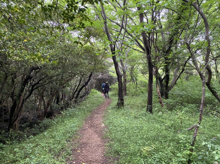 제주도 산책코스 표선면 가시리 갑마장길