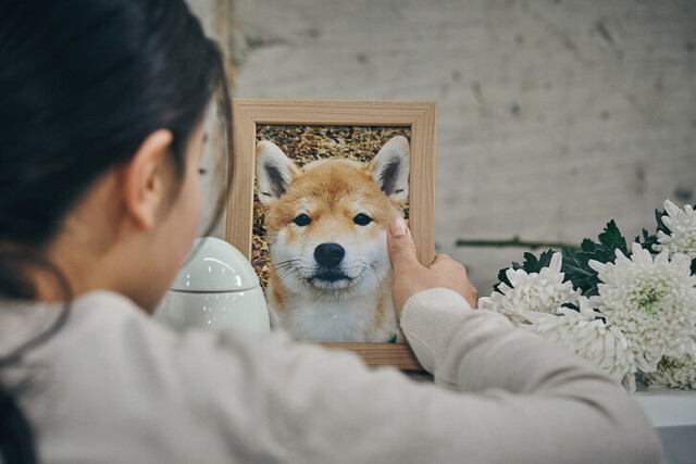 이동식 반려동물 화장·장례 서비스 도입된다 이동식 반려동물 화장·장례 서비스 도입된다