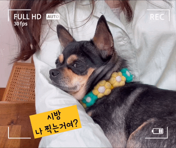  카페견과류 광안리카페_ 사장님이 귀엽고 강아지들이 친절해요!