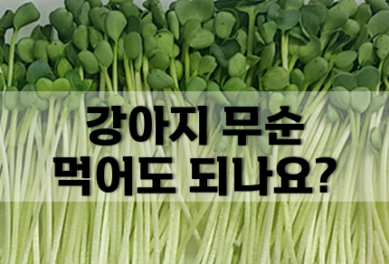 강아지 무순 먹어도 되는 야채일까요?