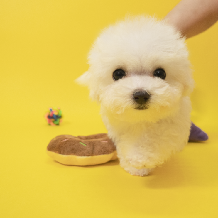  솜사탕인줄 알았어요~! 화이트푸들 남양주 별내 애견분양