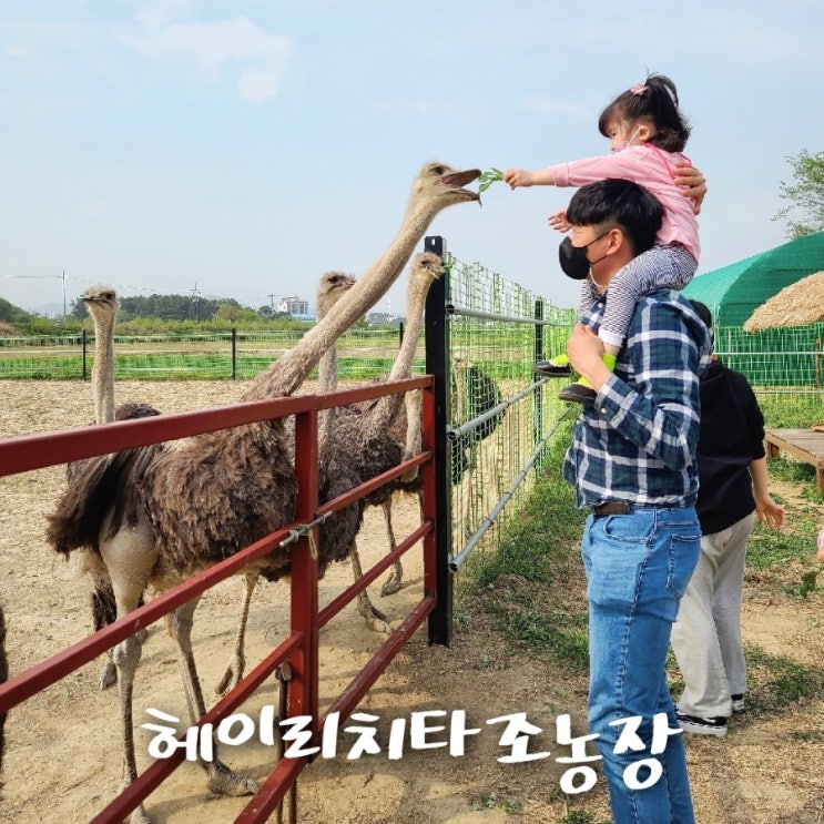  부산 근교 아이랑 함안 헤이리치타조농장 체험