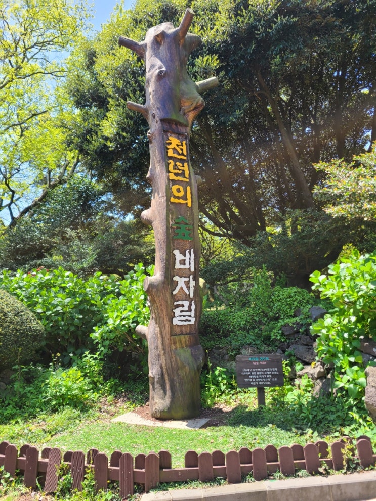  [제주 제주시] 비자림 산책하며 몸도 마음도 힐링!