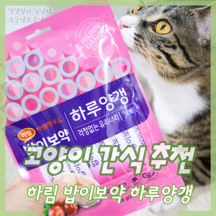  고양이 간식 추천 하림 밥이보약 하루양갱으로 건강하게