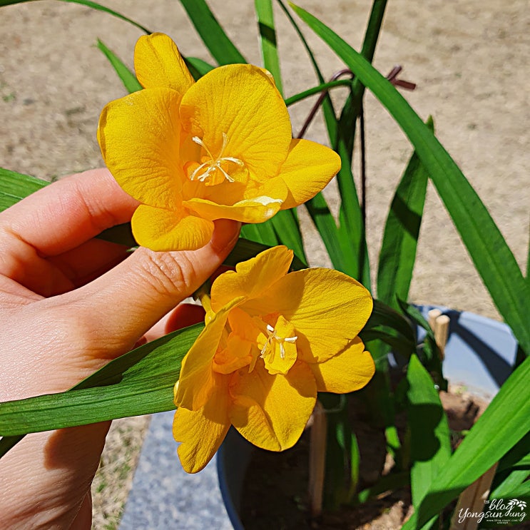 국산 품종 골드리치 프리지아 꽃 보기 성공(프리지어 키우기 두 번째 도전)
