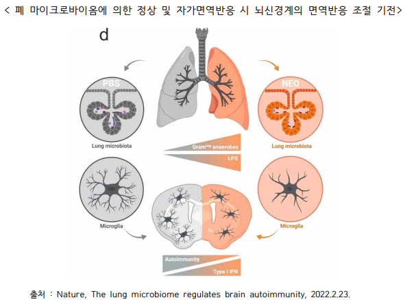  폐에도 마이크로바이옴이?…'뇌질환 조절 기전' 규명