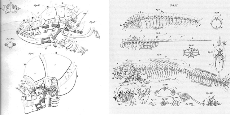  6-3.Succession of idea of epicanthus : Fetalization theory(A modified idea of Hemmungsbildung)