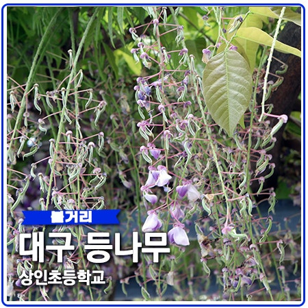 대구 등나무꽃 명소 아쉽다 대구 등나무꽃 명소 아쉽다