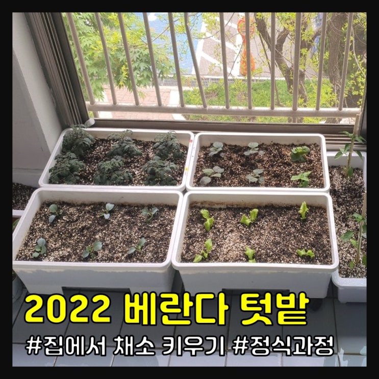  2022 베란다 텃밭을 시작합니다