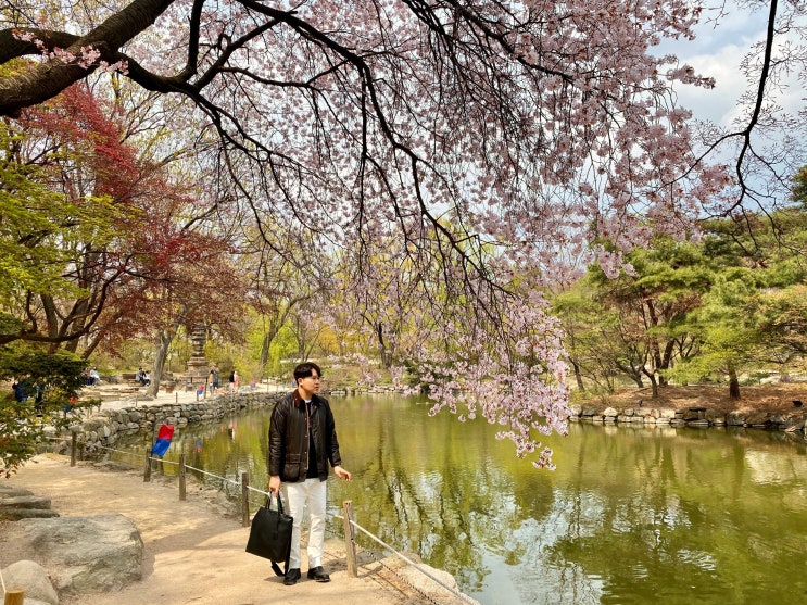  봄[서울 여행] 창경궁에서 펼쳐지는 아름다운 벚꽃 명소