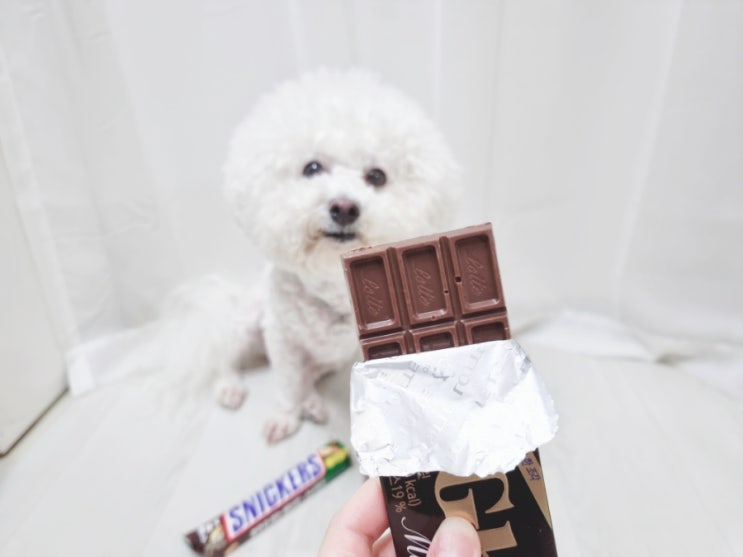 강아지 초콜릿 먹었을 때 증상, 대처방법 및 치료후기