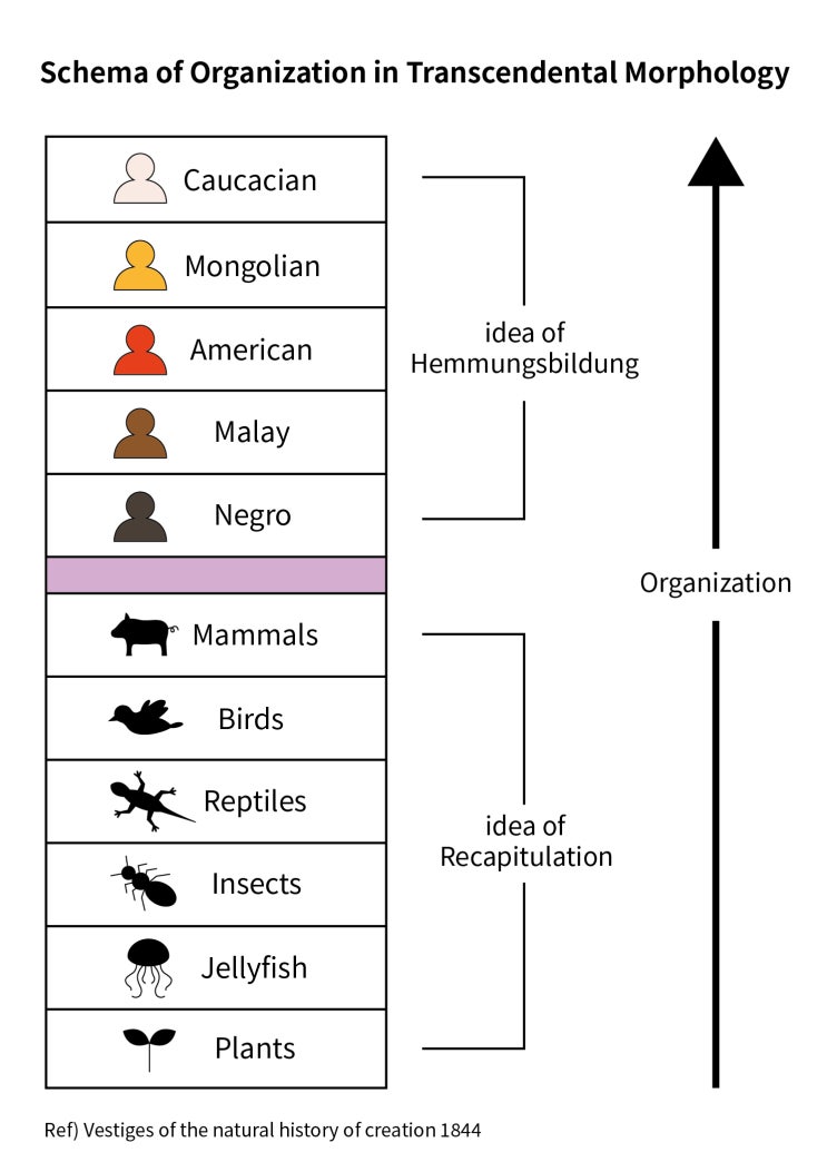  3-2.Transcendental morphology : idea of recapitulation, idea of Hemmungsbildudng