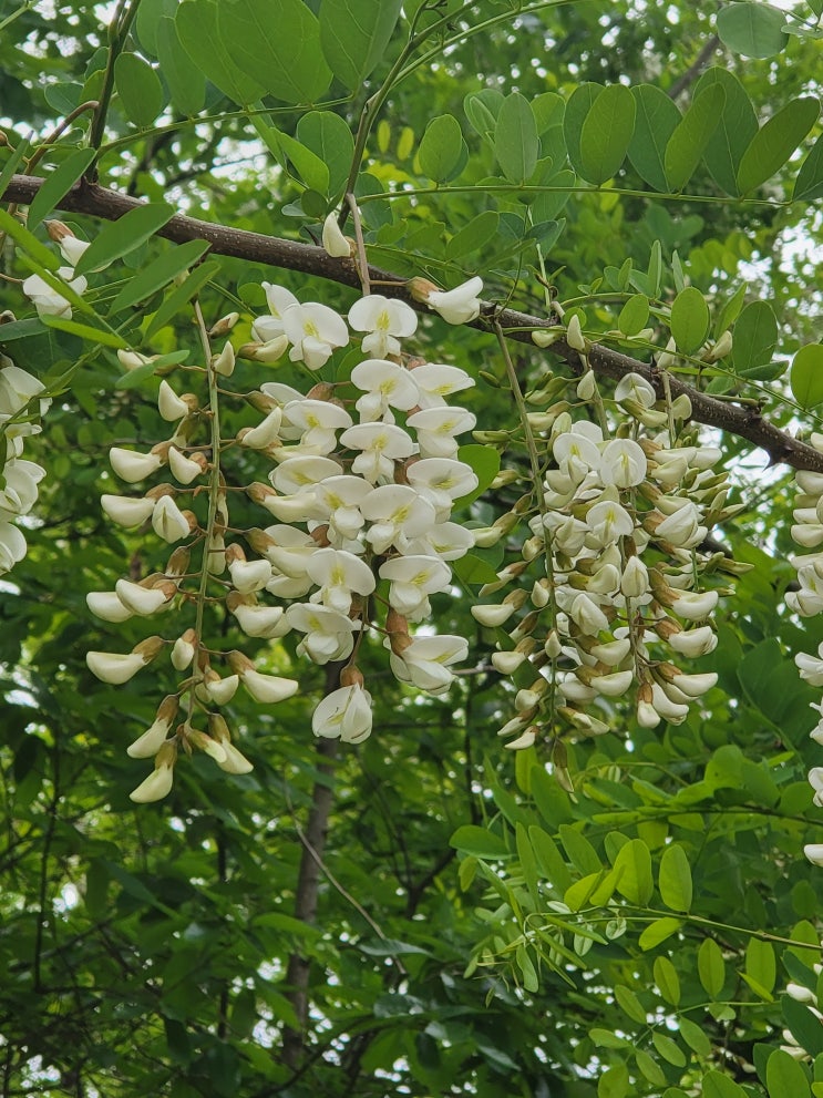  뒷동산에서 요즘 피는 꽃과 나무  새 생명과 거름으로 돌아가는 썩은 나무를 찍어보았습니다.