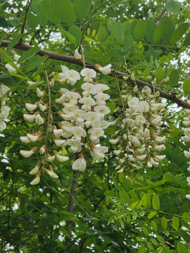 뒷동산에서 요즘 피는 꽃과 나무  새 생명과 거름으로 돌아가는 썩은 나무를 찍어보았습니다.