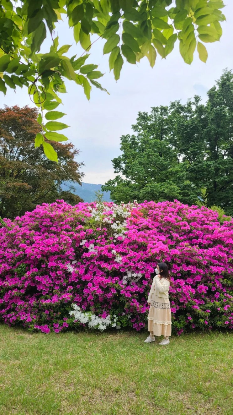  창원 철쭉 성산패총 꽃구경
