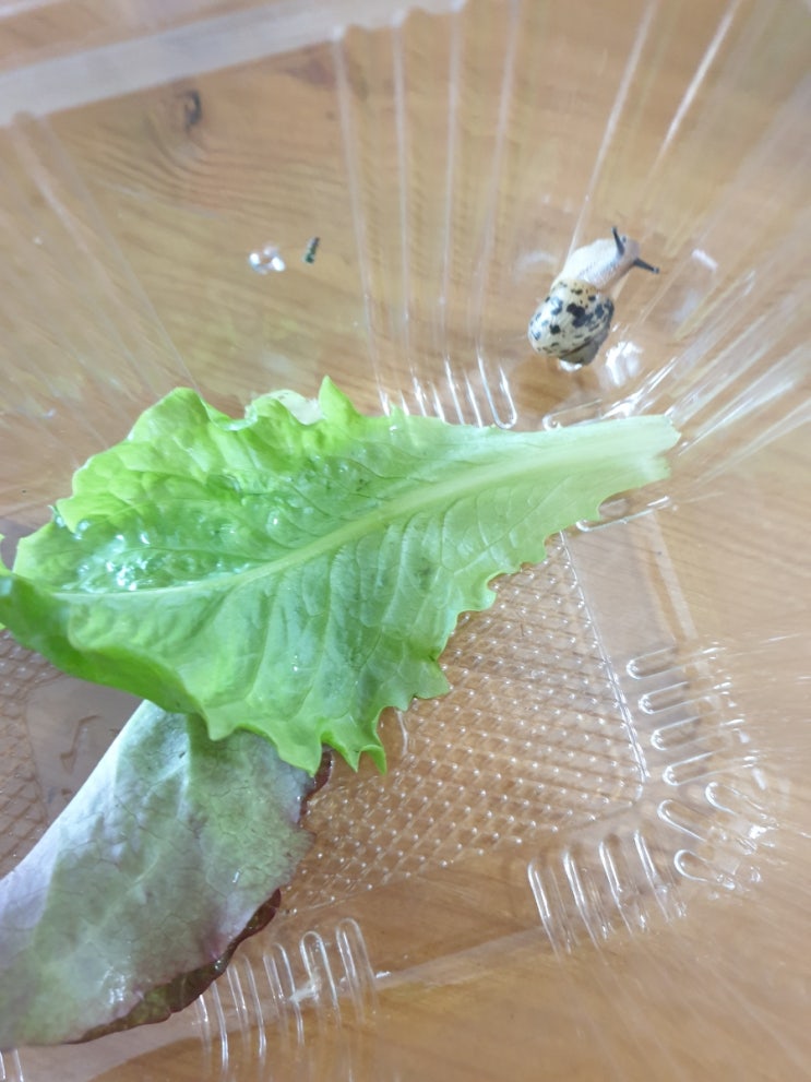  텃밭에서 데리고 온 친구
