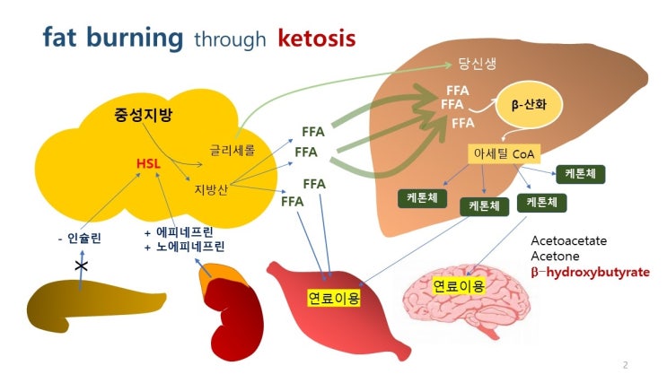  케톤생성 식사(Ketogenic Diet)란? 원리와 방법 (연재 1편)