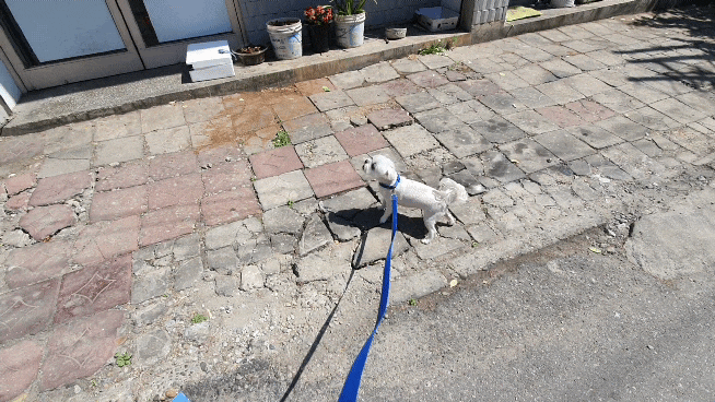  5/???  구찌와눈누일상 지극히 평범한 일상