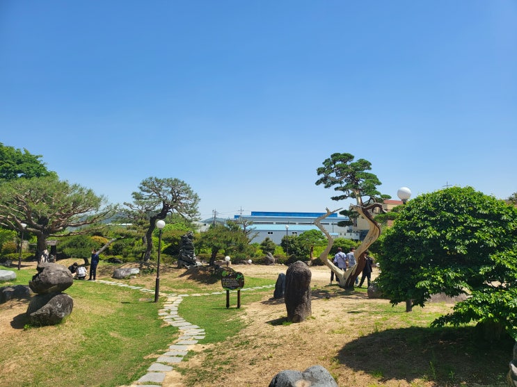 주남저수지 대패 불고기 맛집 오리야 놀자  400년 된 진백 나무 부귀와 건강을 약속하는 나무