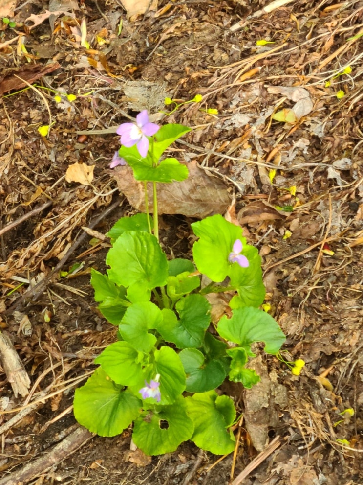 울릉도 성인봉 등산로에서 만난 야생화(하늘말나리, 졸방제비꽃)