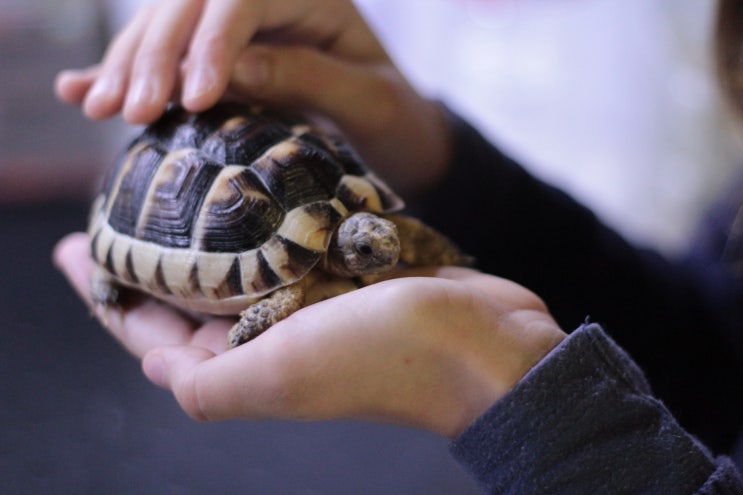  [5월 5일 입트영] Raising a Pet Tortoise 육지 거북이 키우기