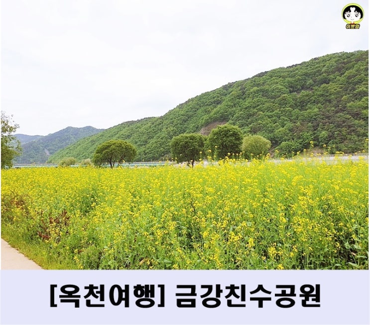  옥천 아이와 가볼만한 곳 : 옥천 금강수변 친수공원 금암 유채꽃 :옥천가볼만한곳: 옥천여행