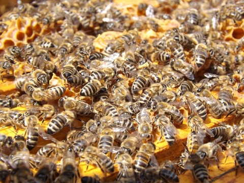 꿀벌의 실종, 종말이 예고되었다.