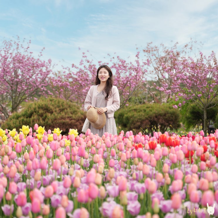 태안 튤립축제 안면도 세계튤립꽃박람회 꽃구경